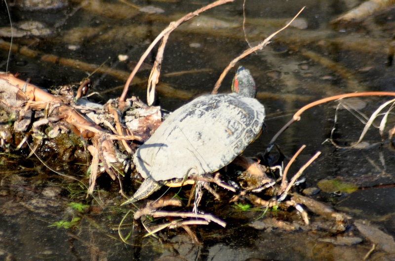 Trachemys scripta elegans